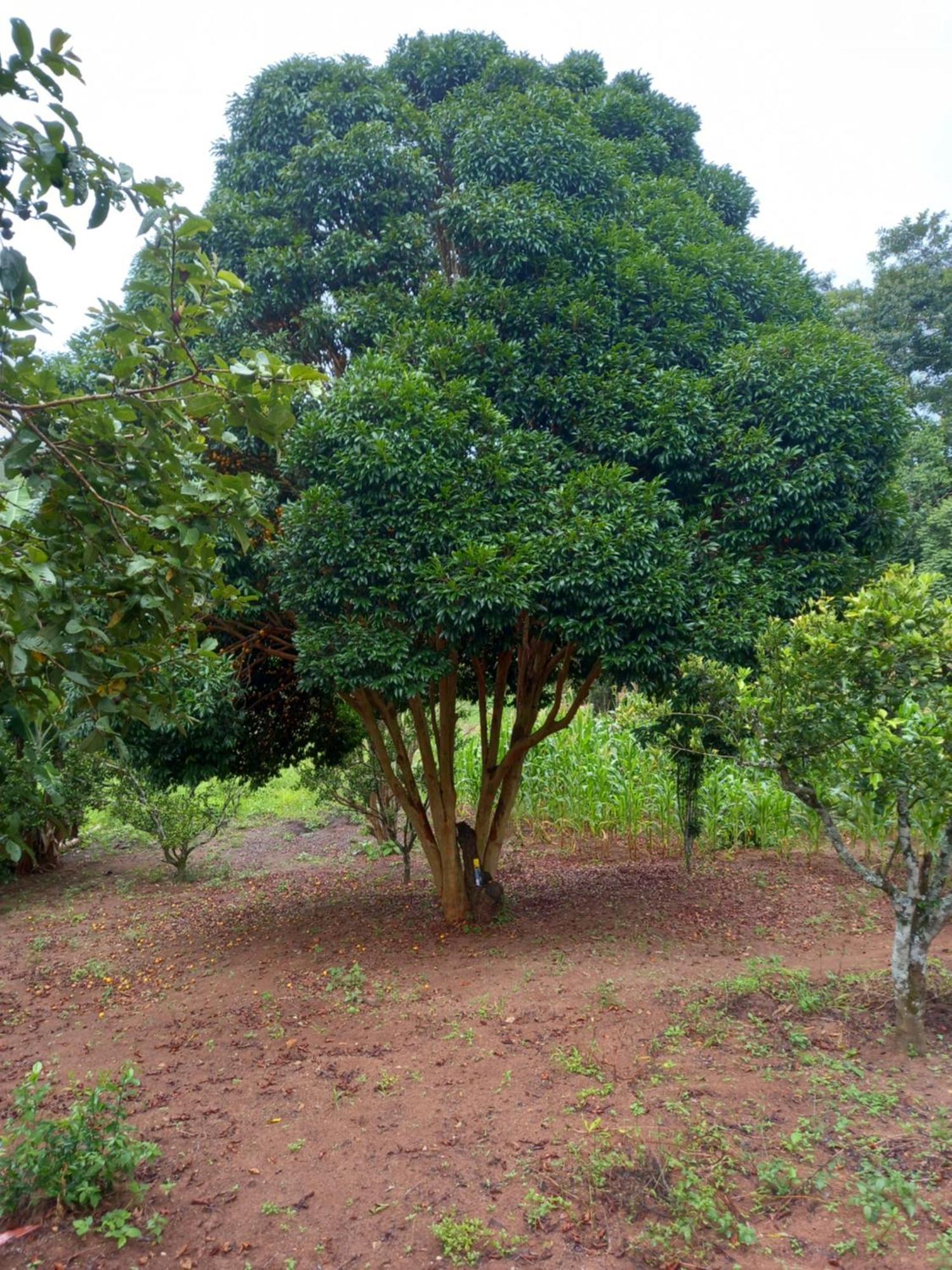 Pousada La Na Roca Paraisópolis エクステリア 写真